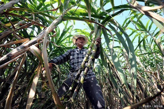  买甘蔗时，请记住“5点”，保证好吃不浪费，蔗农都赞你是内行