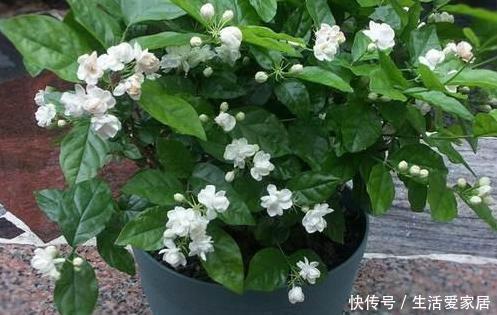 烦恼|螨虫、细菌最“厌恶”的3种花,赶紧养1盆,烦恼“消除”身体棒