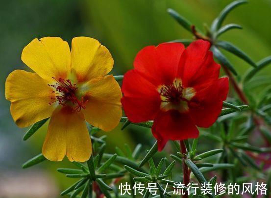 庭院|8月16日-8月31日，庭院选这几款花，好养如绿萝，花香易打理