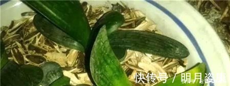 根壮|路边捡一把扔到花盆里，土壤肥的流油，根壮不腐烂，3年不用换土