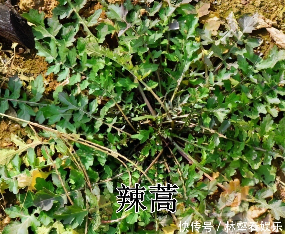 毛妮菜|春天4对“双胞胎”野菜，很多人傻傻的分不清楚，你认识几种