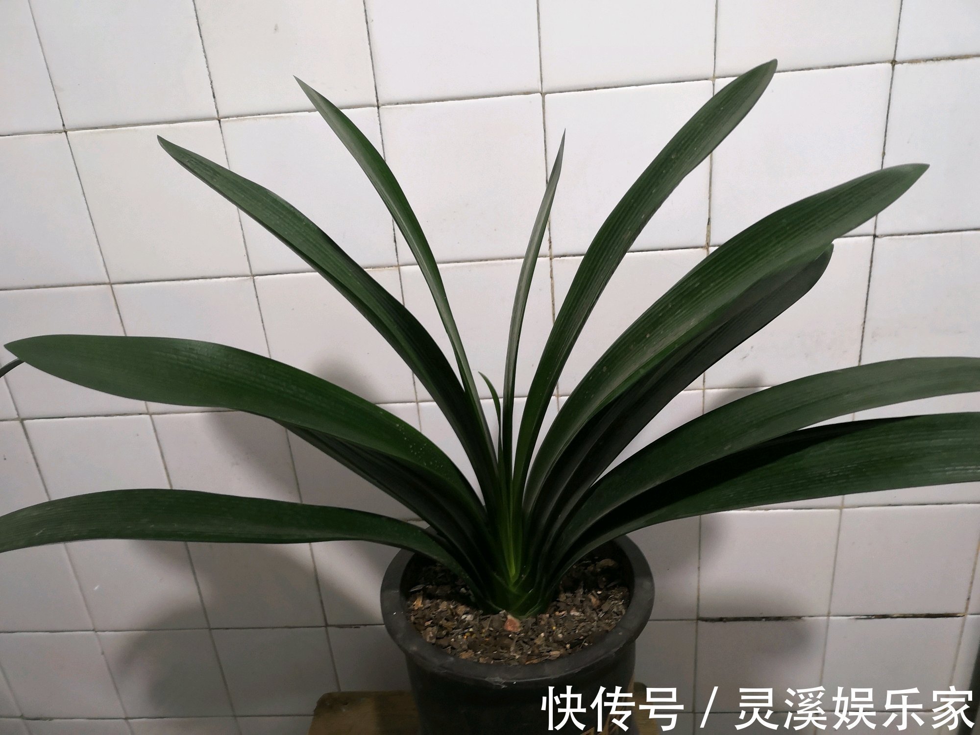 烂根|君子兰在夏季高温的情况下换盆必死无疑花艺师分享了4点妙招