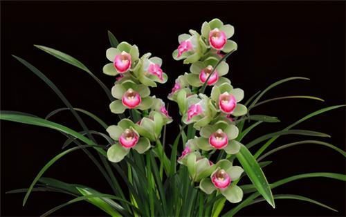 根系|冬天养兰花,要正确浇水,小心伤了“根本”,花期不开花