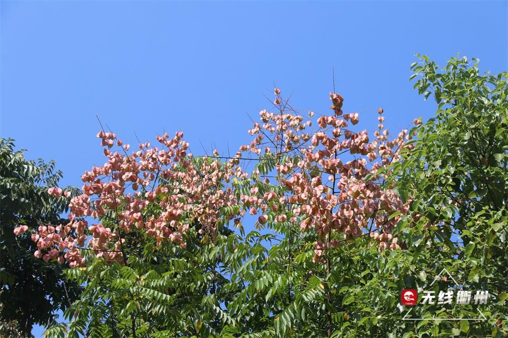 衢城|黄山栾树“拍了拍”你！一起来赏衢城秋日美景