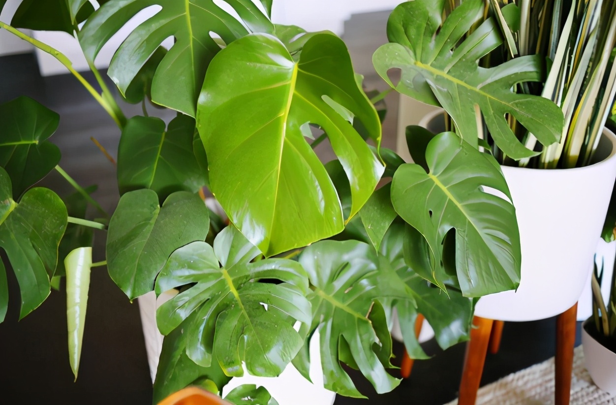 养护|这4种“旺运花”，寓意好、颜值高，养一盆是真不错！