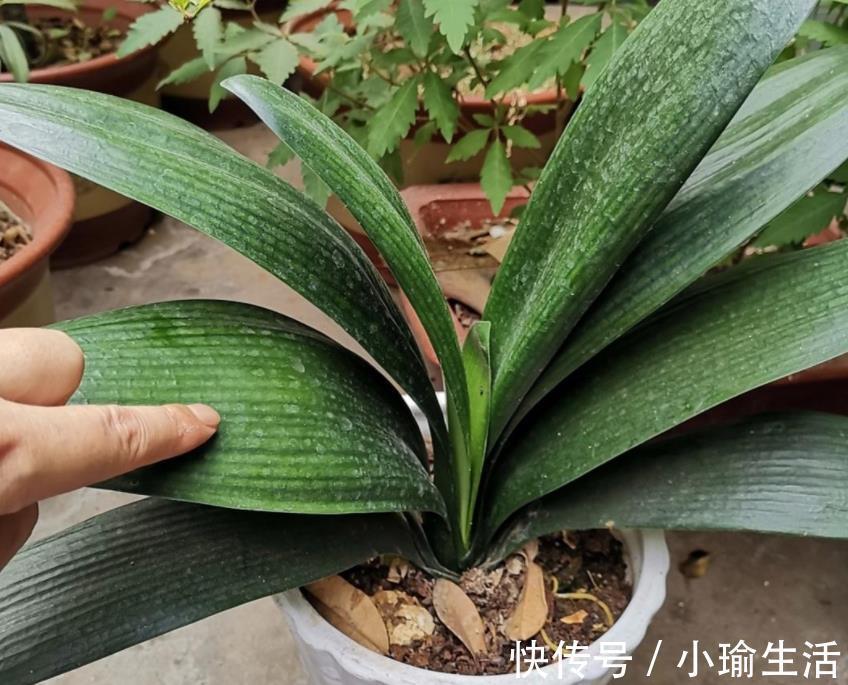 自来水|君子兰天热要休眠，状态越来越差？坚持2不要，安全度夏