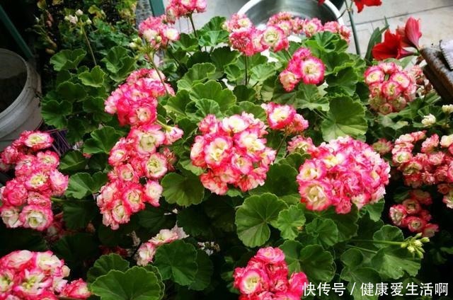 此花是世界名花,观赏价值高,花期全年,好养易成活,是盆栽佳品!