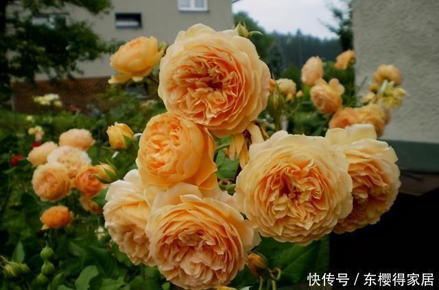 藤月|“藤本月季”哪个品种好?此8种漂亮好养,一年四季开花不停