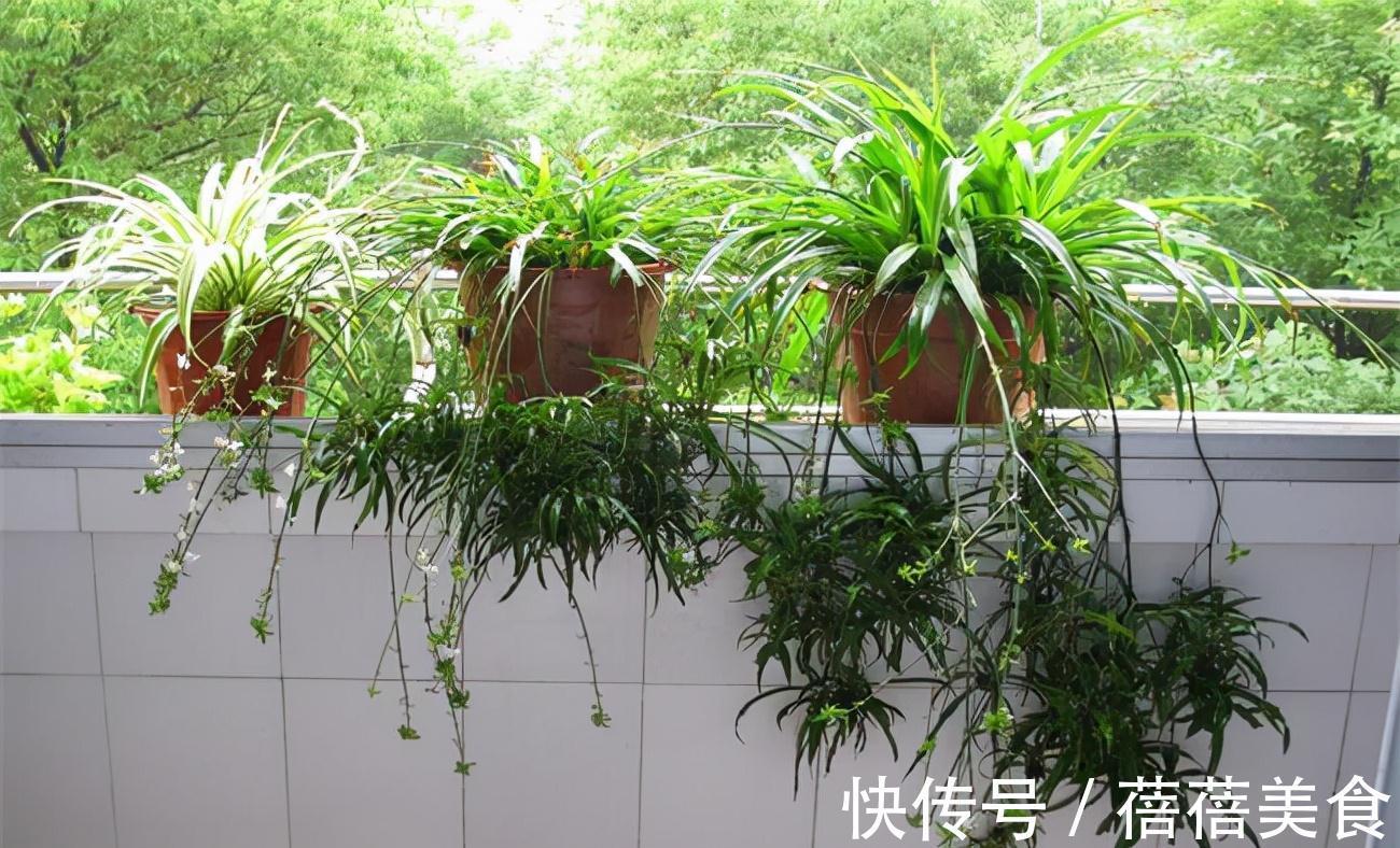 19种常见花“耐寒能力”一览表,天冷要不要“入室”,看看就知道