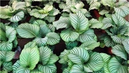 竹芋竹芋|天凉了，室内养上几种花，耐阴又好养，随便养养越长越美！