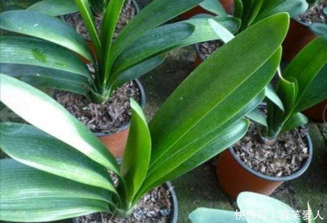君子兰叶子出现褶皱,3个方面没有做好,应及时改正