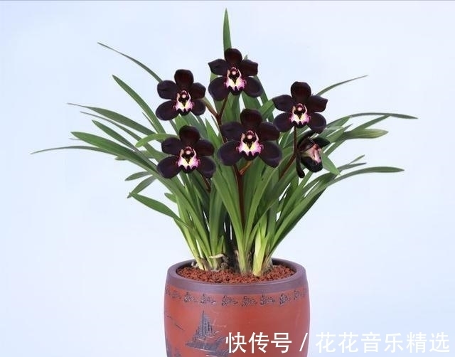 老花匠都在养的兰花,花色神秘,意境高雅,兰香浓郁,值得拥有
