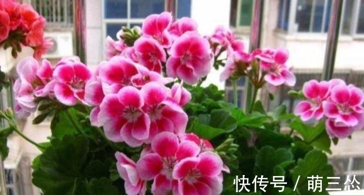天竺葵|阳台养此几款花卉，花开不断，给点水就开花，随便一养成花海