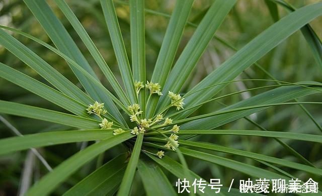 水竹|这3种花要多浇水,水多了就爆盆到处生长,夏天养正合适