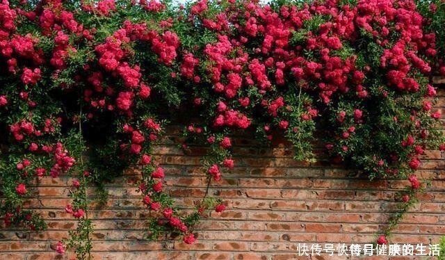 蔷薇花|少抽两包烟，此花也要舍得栽两株，花开230天，花香能飘百米远！