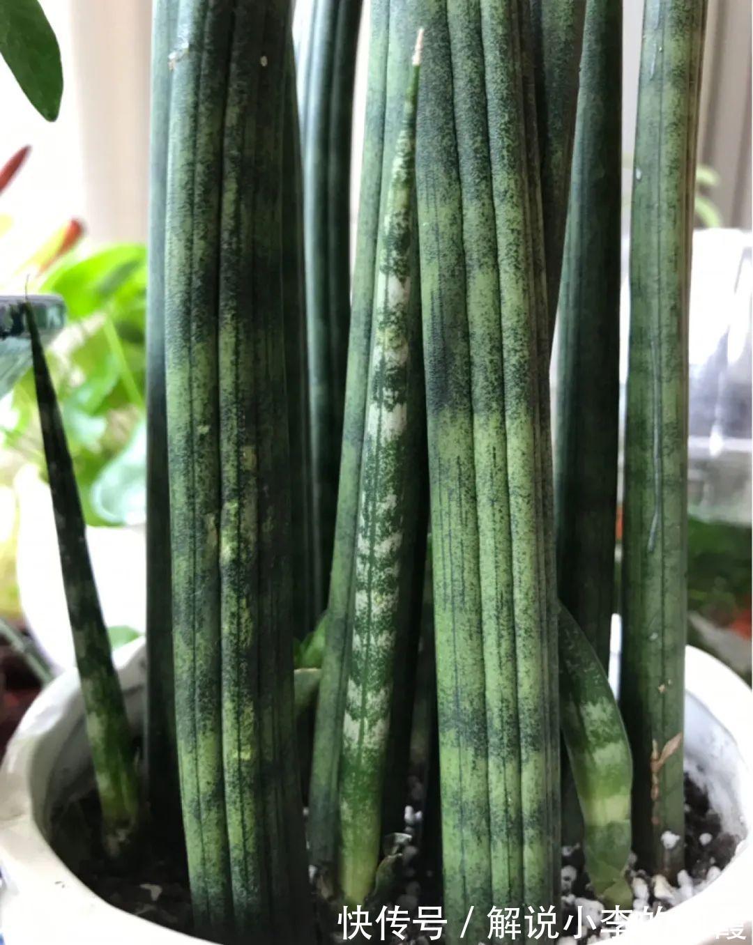 姐姐家的蓝雪花,竟然满盆开红色,变异了吗