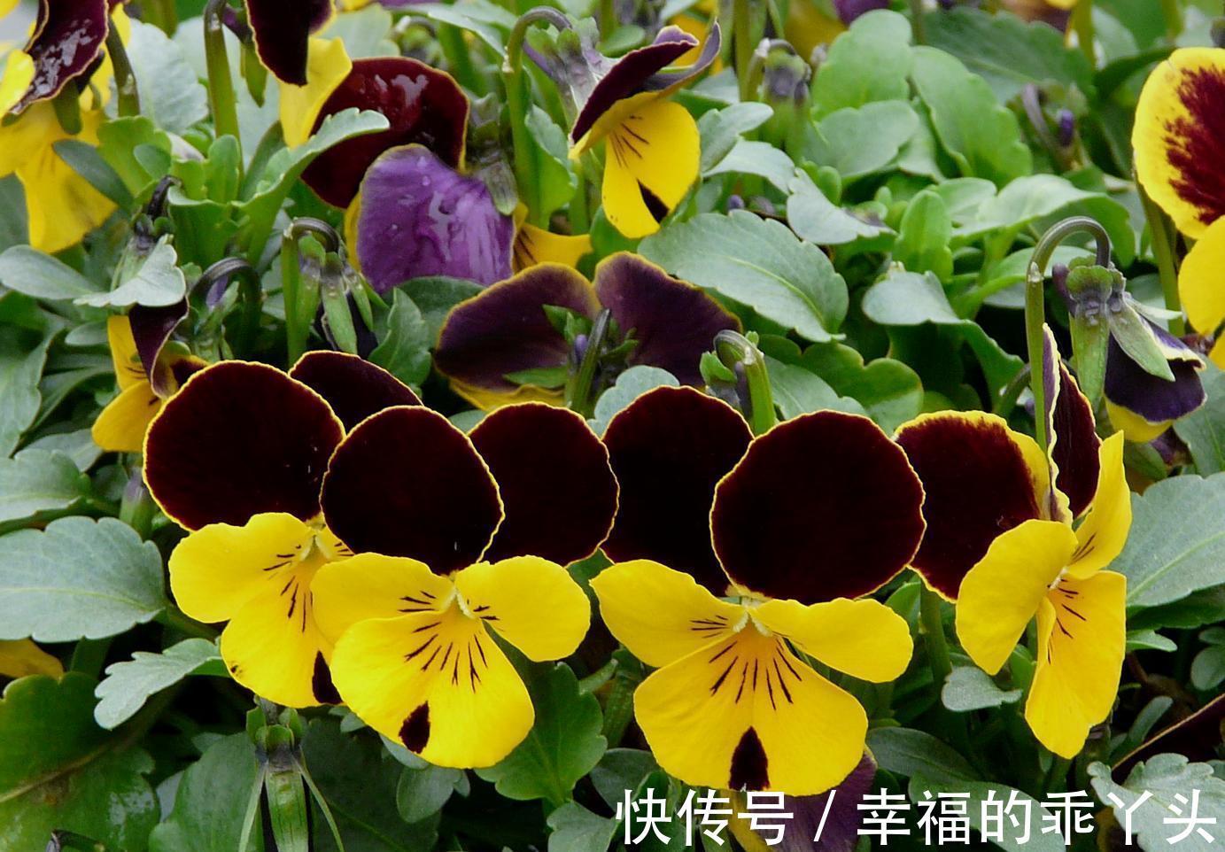 5种“耐寒花”，好看不怕冻，低温也能爆花，一直开到初夏