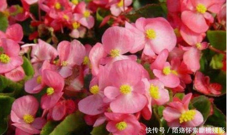 风雨兰风雨兰|4种花养家里，福旺运旺财更旺，寓意超好的，颜值超高的
