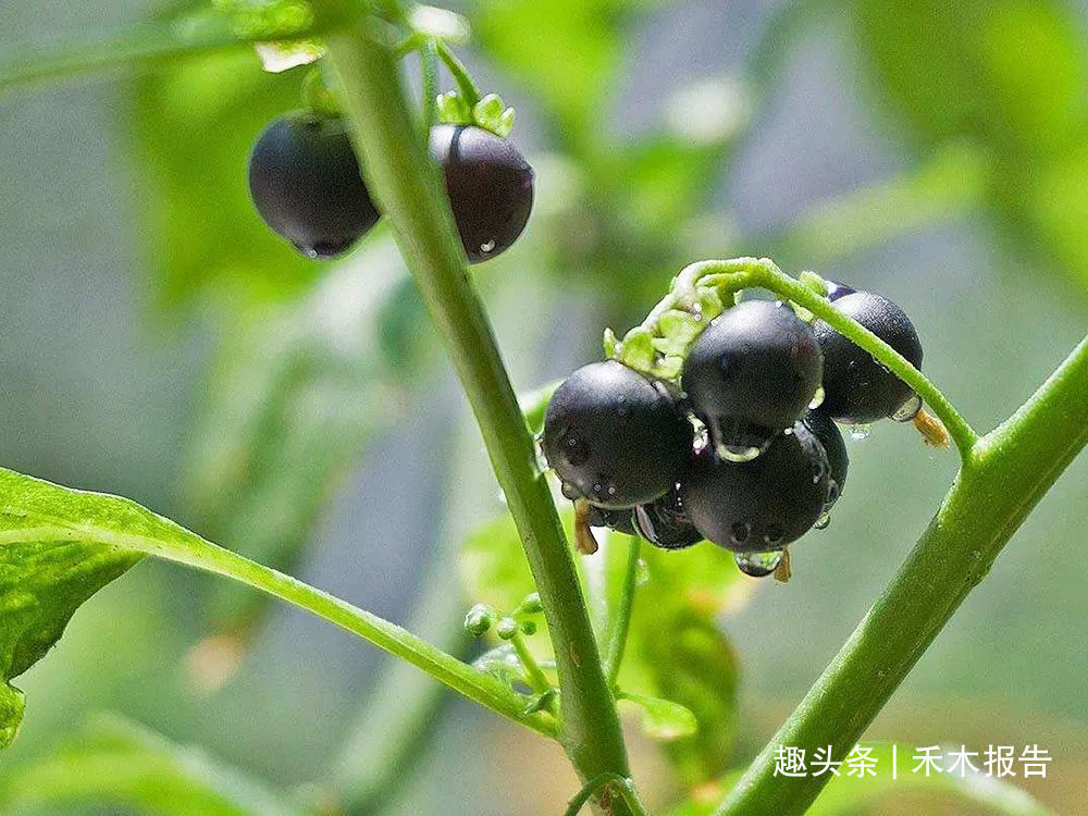 树莓|全株都有毒，玉米田常见，儿时常摘来当零食吃，如今价值不菲
