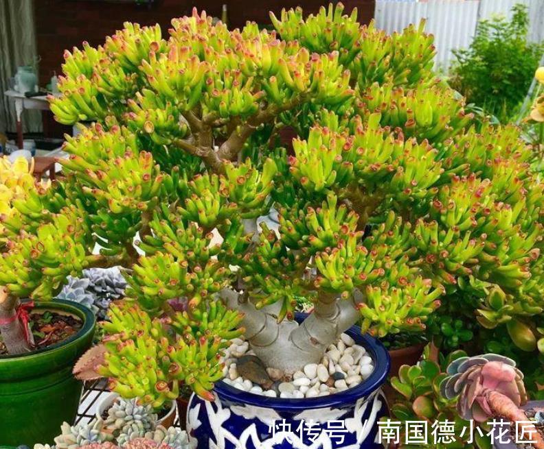 黄金万两|白露后,盆栽多肉选这3样,好养漂亮,常搁家里还能招财