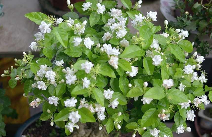 阳台上|养好茉莉花，认真做好3件事，花满枝头，花朵大非常香