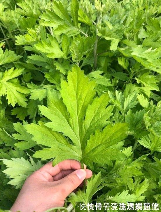 家庭里养“5种草”,能净化空气,还能抵御“蚊虫”,快点行动吧