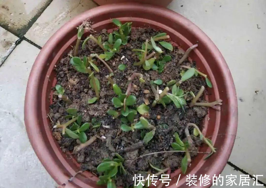 枝条|6种花别养老桩,越老越不开花,赶紧扦插备份