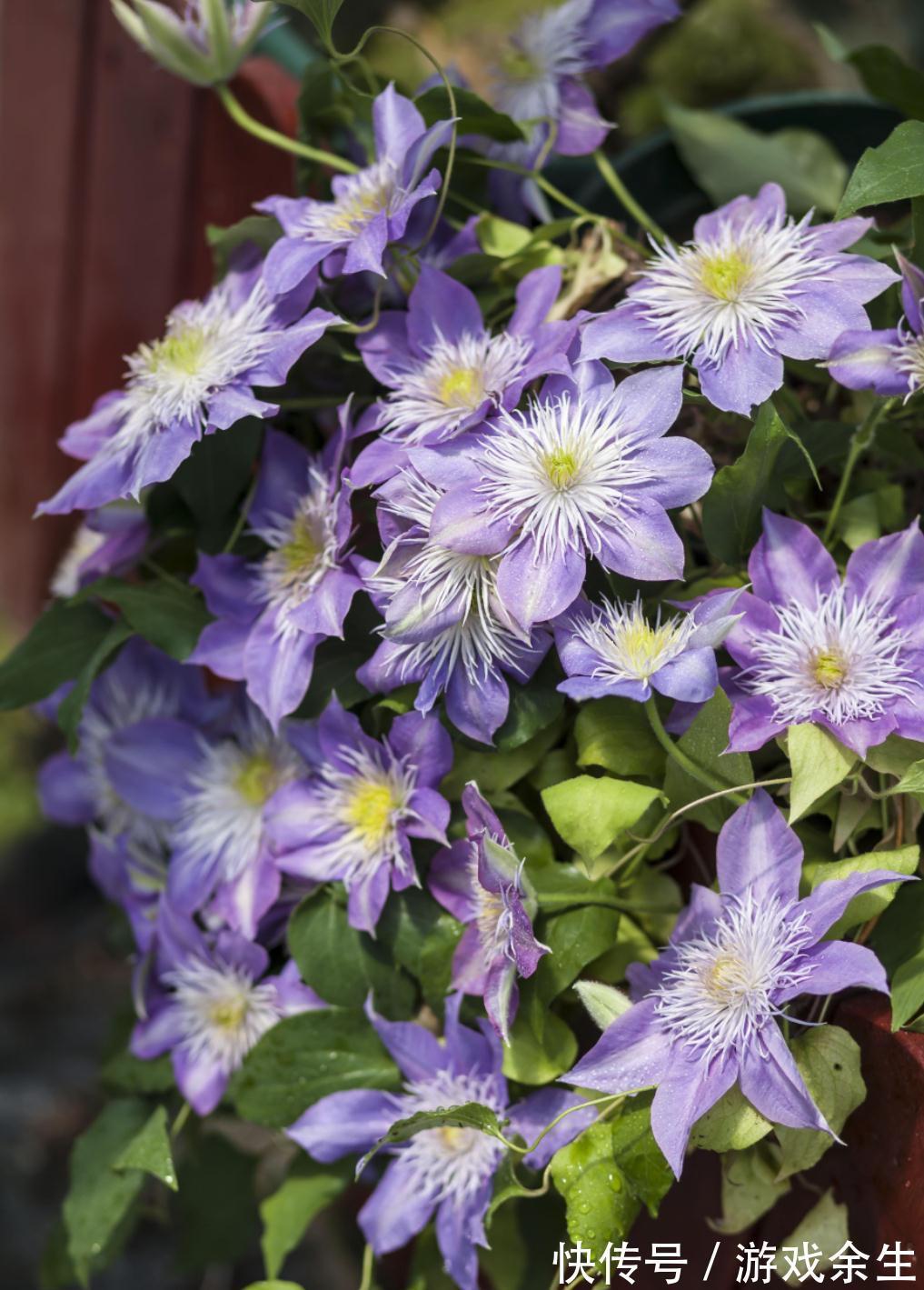 家有小院,用几种植物打造花墙,从春美到秋