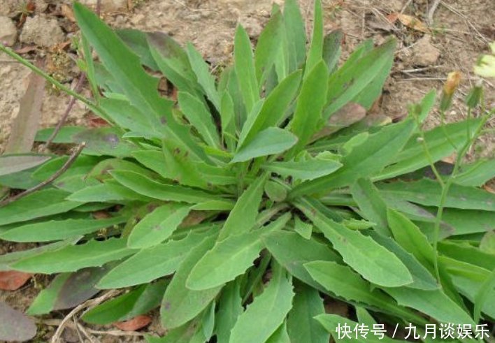 野菜|埋没在农村的4种野菜，比蒲公英好100倍，现在知道还不晚