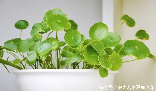 马蹄莲|养花爱浇水？那就养这4种花，越浇越爆盆，爱死了