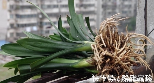 叶芯|想要君子兰多发芽,避开“三种水”,当月催出花箭,绽放层叠群兰