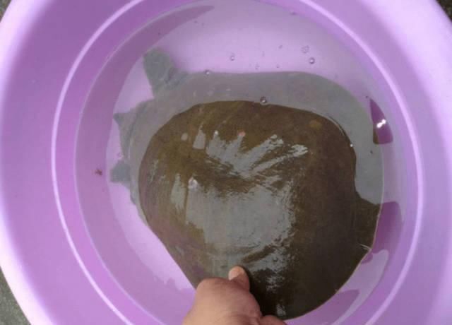 能卖|河里钓鱼意外捕获野生大甲鱼,能卖500元却选择了放生