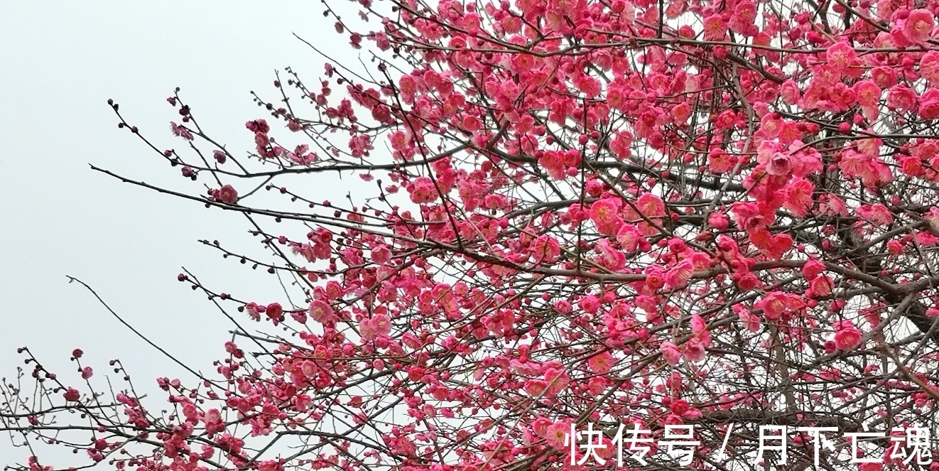 巨蟹|2周内,桃花铺地,爱情降临,再度破冰,邂逅挚爱,牵手共度余生