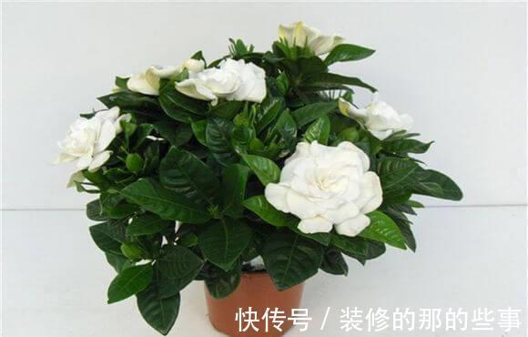 养花|养花试试这几款,淡淡的幽香让人迷醉不已