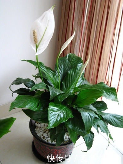 橡皮树|好花都是浇死的,10种常见花,浇水别太勤快!