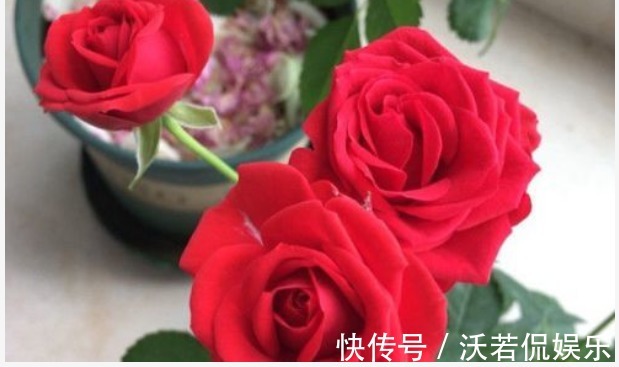 新手|新手养花,不如养盆传统玫瑰“永远的莫斯科”花容月貌,花好月圆