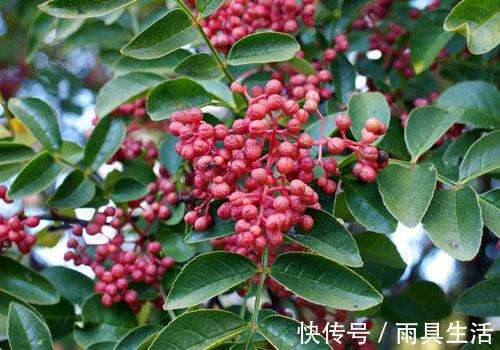 白发|泡脚水里加此物,白发黑了,失眠好了,还能延缓衰老,了解一下