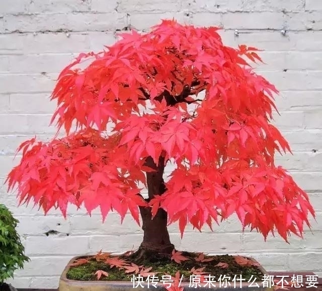 世界上又一奢侈品《盆栽》一盆就是一座房子!