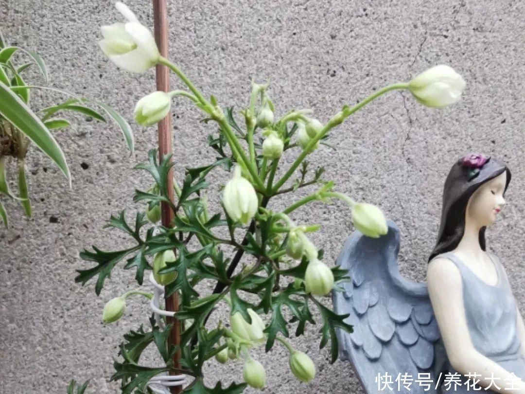 枝条|冬剪开始了,月季看见这种枝,就要赶紧剪