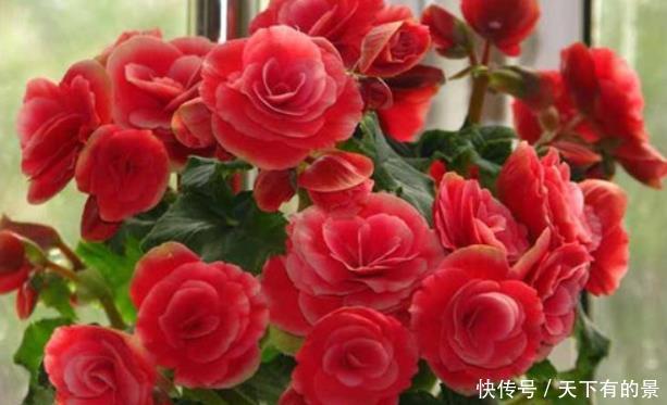 养花肥料分“四类”,缺1种就难养好,家中要常备才行!