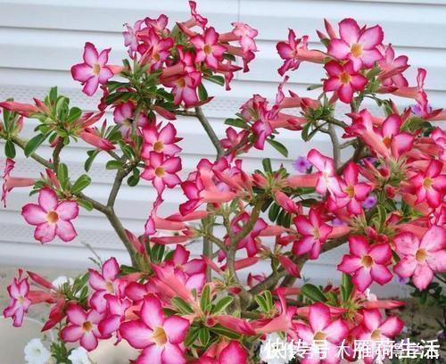 种花|夏天种下4种花，漂亮好养不怕晒，越晒太阳花越多，绽放层叠群花