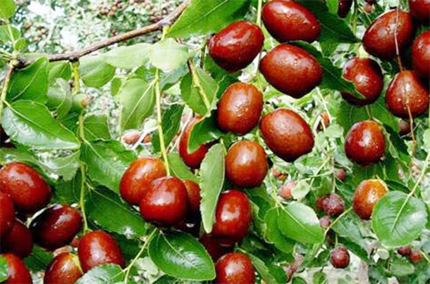 维生素c|红枣营养高,吃对才长寿!医生红枣的4大好处,2大禁忌要牢记