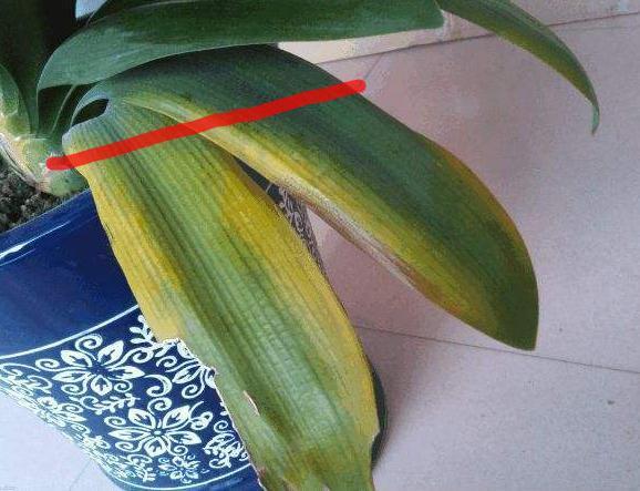 君子兰不冒花，直接“一刀切”，花箭钻出叶，花开“年年红”