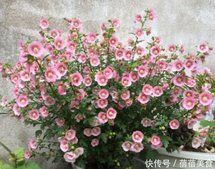 世上公认最美的4种花,好打理,易爆盆,花开不断