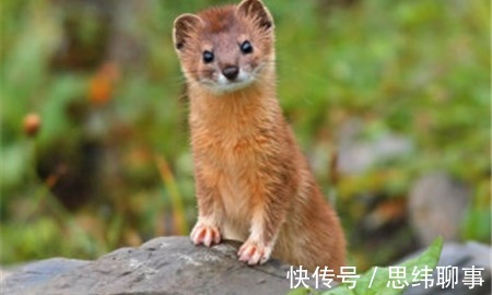 老人|为什么大家从不吃黄鼠狼?难道是迷信?东北老人说出真正的原因