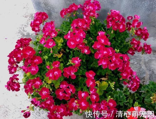 多肉植物|6种花,长高就“变丑”,株型低矮才“漂亮”,要舍得剪