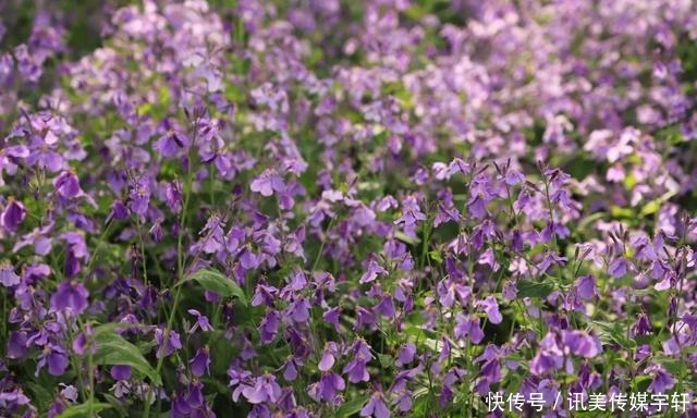 二月兰花开正盛，京城多处赏花圣地奉上~拿走不谢