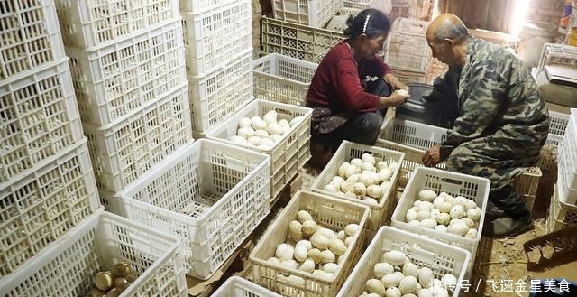  鸭蛋和鸭蛋通常被许多人吃，为什么很少吃鹅蛋答案很简单