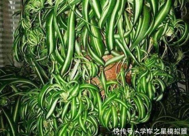 绿萝、吊兰“新玩法”,1片药加上几粒肥,半年养成“绿瀑布”!