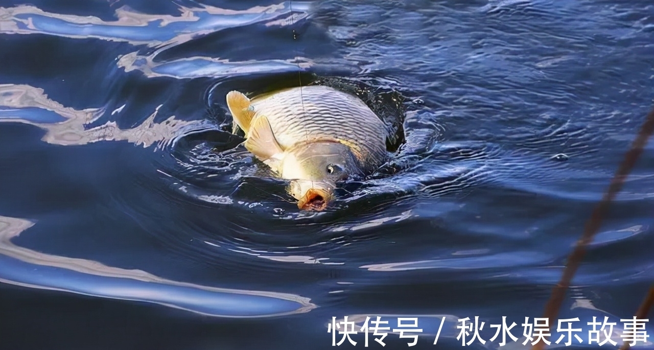 提前下鱼护导致渔获惨淡之谜，被渔具店老板诠释了，分享给大家